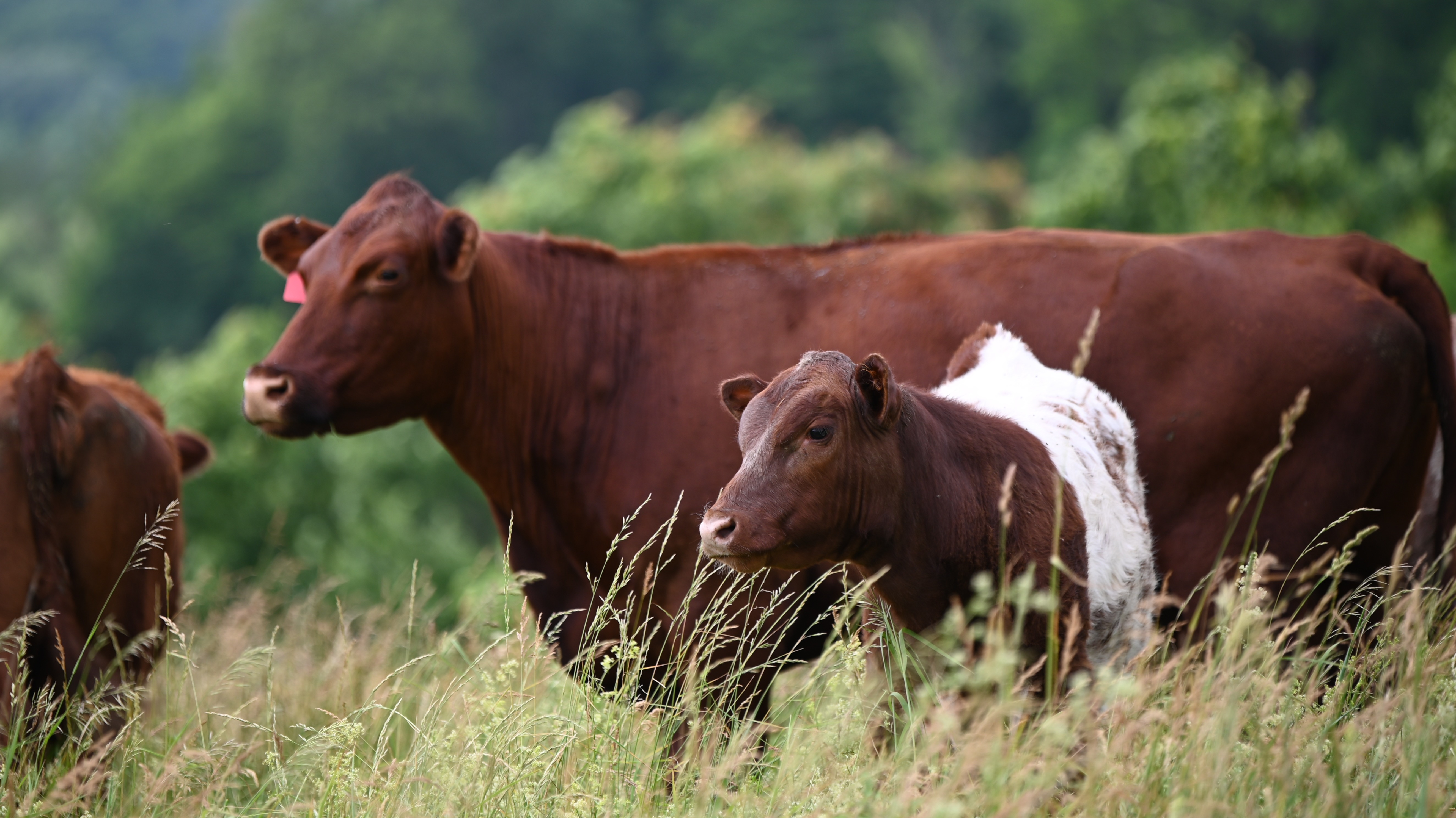 Ohio Beef Council